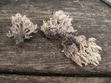 Clavulina cinerea image