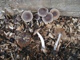 Psathyrella bipellis image
