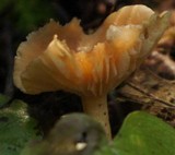Rhodocollybia butyracea image