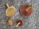 Cortinarius semisanguineus image
