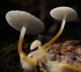 Strobilurus trullisatus image