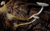Strobilurus trullisatus image