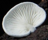 Cheimonophyllum candidissimum image