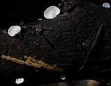 Cheimonophyllum candidissimum image