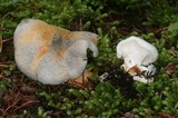 Albatrellus flettii image