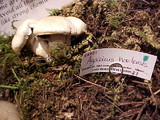 Agaricus bisporus image