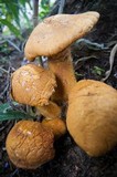Gymnopilus ventricosus image