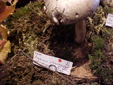 Agaricus moelleri image