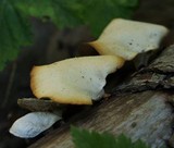 Polyporus leptocephalus image