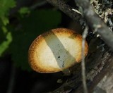 Polyporus leptocephalus image