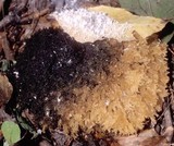 Scorias spongiosa image