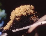 Scorias spongiosa image