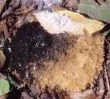 Scorias spongiosa image