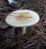 Amanita albocreata image
