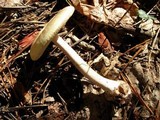 Amanita brunnescens image