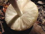 Amanita brunnescens image