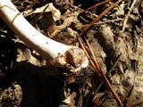 Amanita brunnescens image