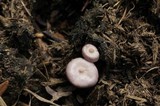 Lepista sordida image