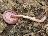 Lepista sordida image