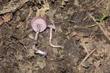 Lepista sordida image
