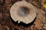 Amanita sect. Vaginatae image