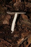 Amanita sect. Vaginatae image