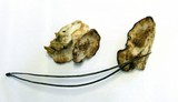 Postia fragilis image