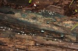 Chlorociboria aeruginascens image