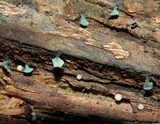 Chlorociboria aeruginascens image