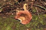 Cantharellus violaceovinosus image