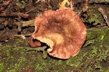 Cantharellus violaceovinosus image