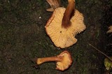 Cantharellus violaceovinosus image