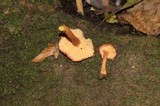 Cantharellus violaceovinosus image