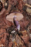 Cortinarius archeri image