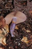 Cortinarius archeri image