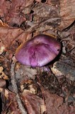 Cortinarius archeri image