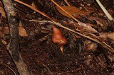 Phaeocollybia singeri image