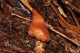Phaeocollybia singeri image