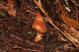 Phaeocollybia singeri image