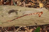 Phaeocollybia singeri image