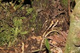 Cortinarius acutus image
