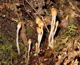 Cortinarius acutus image
