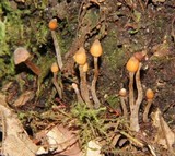 Cortinarius acutus image