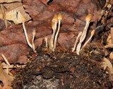 Cortinarius acutus image