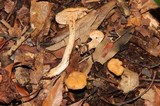 Hydnum zongolicense image