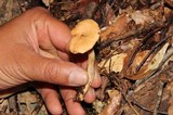 Hydnum zongolicense image