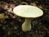 Amanita polypyramis image