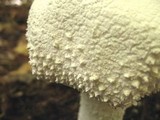 Amanita polypyramis image