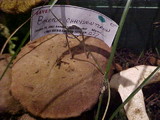 Boletus chrysenteron image