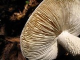 Amanita polypyramis image